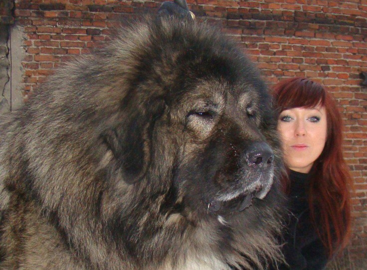 big dogs that look like bears