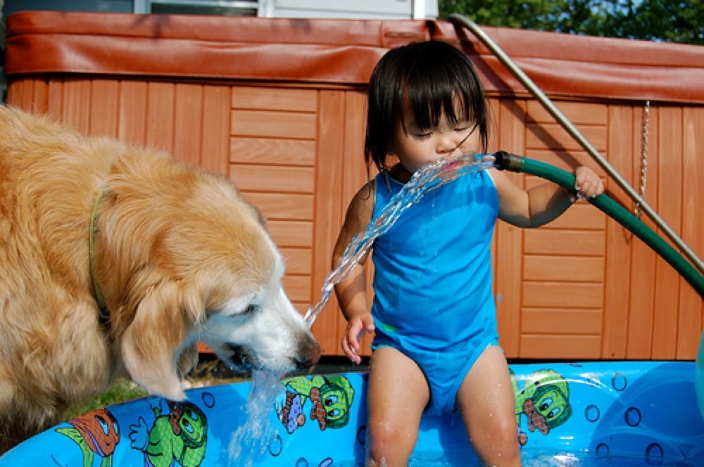 cooling pet water fountain