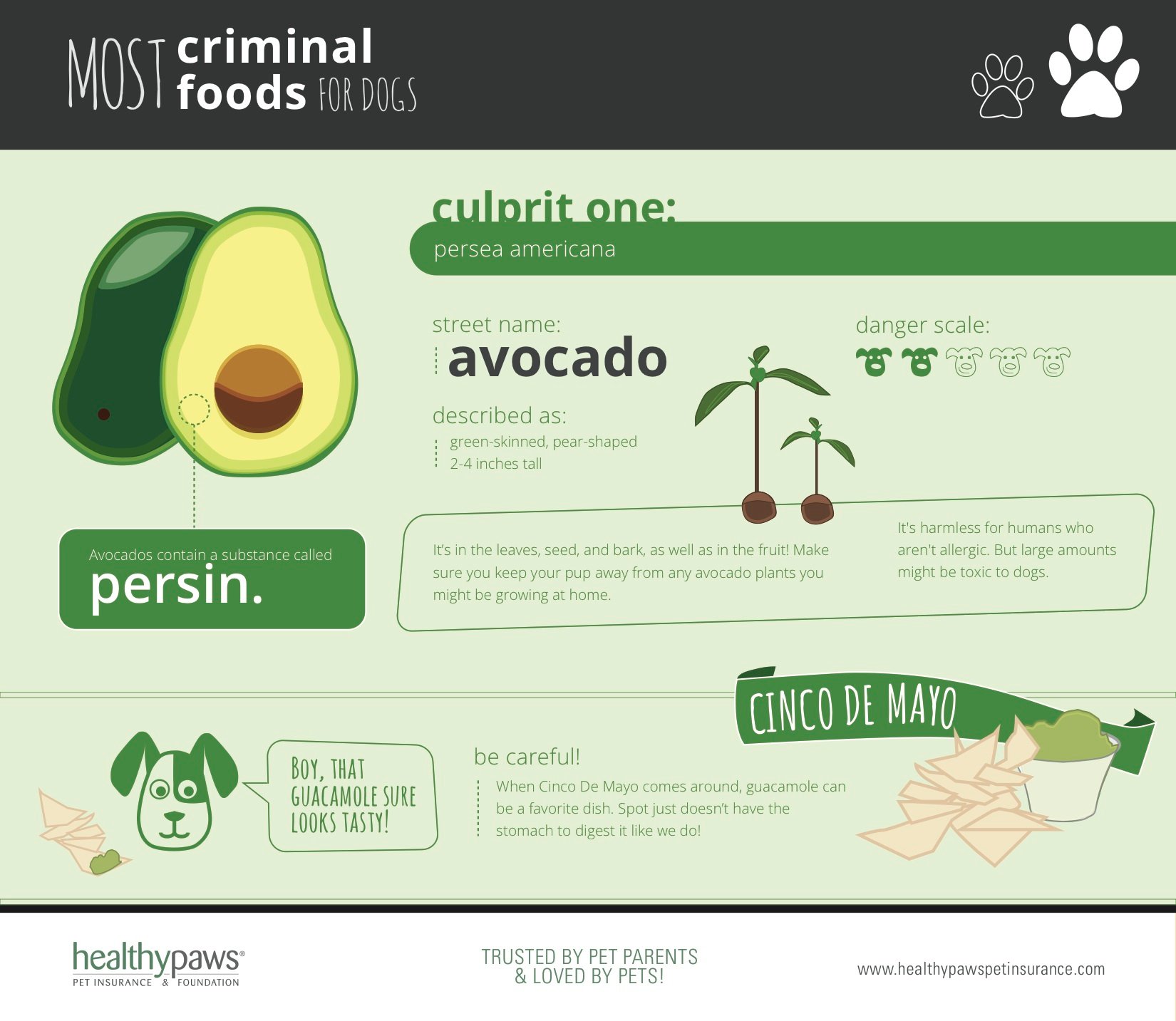 can i feed my dog avocado