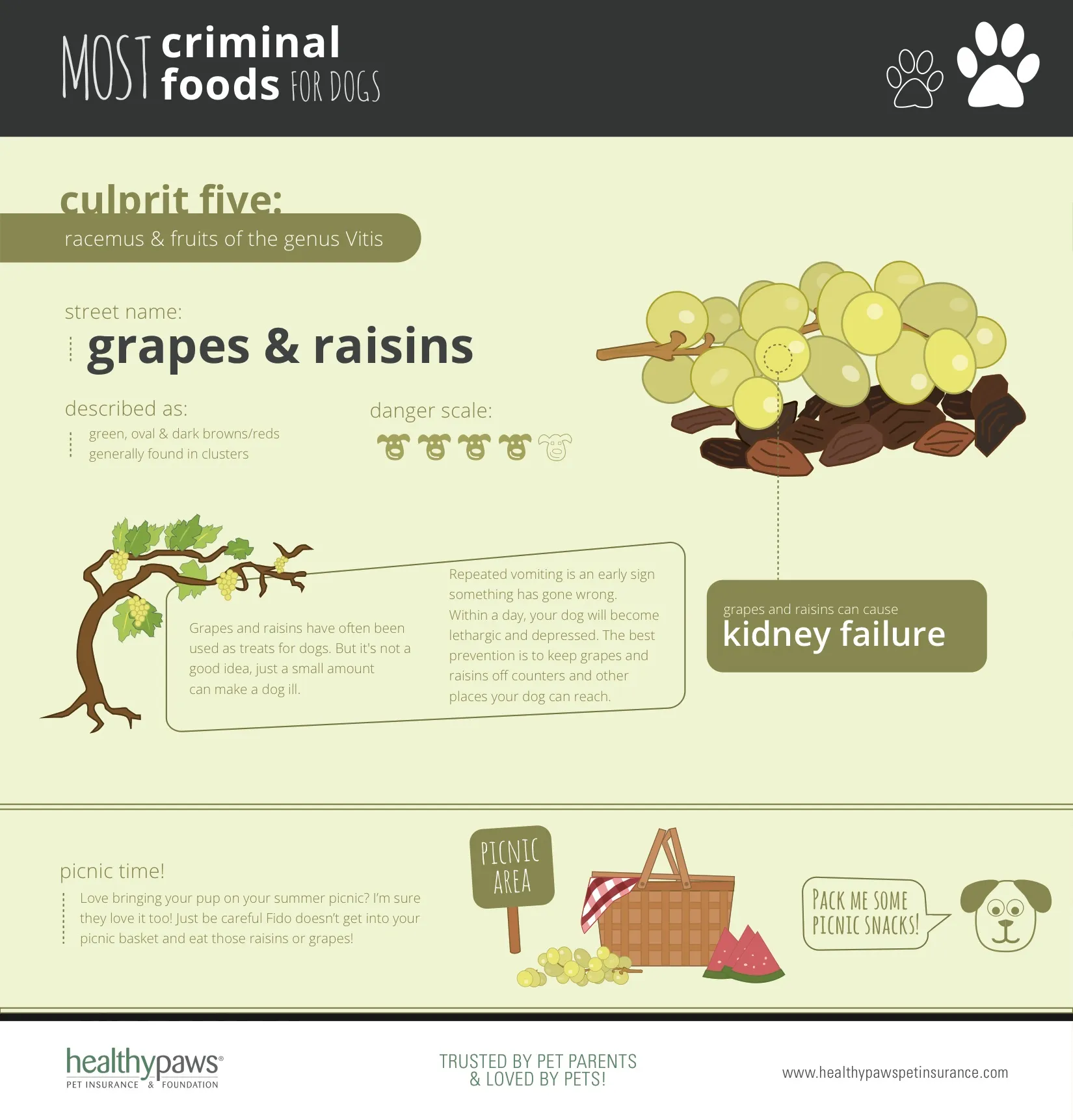 can puppies eat grapes