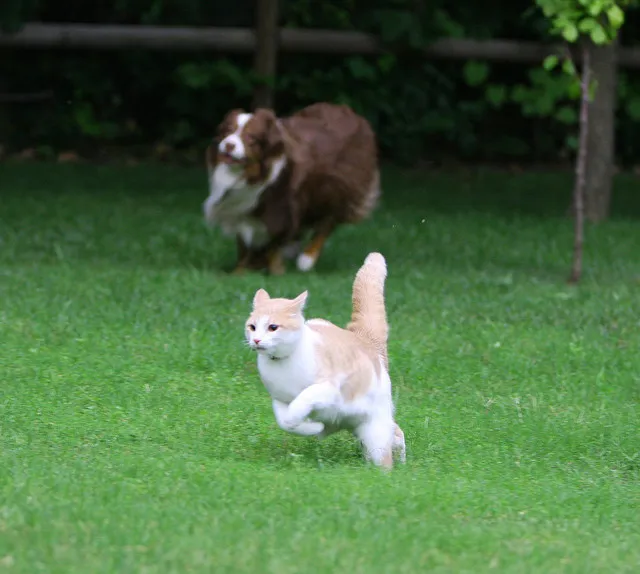 Helping Cats and Dogs Get Along Healthy Paws Pet Insurance