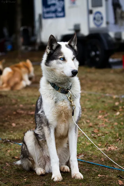 best dog leash for husky