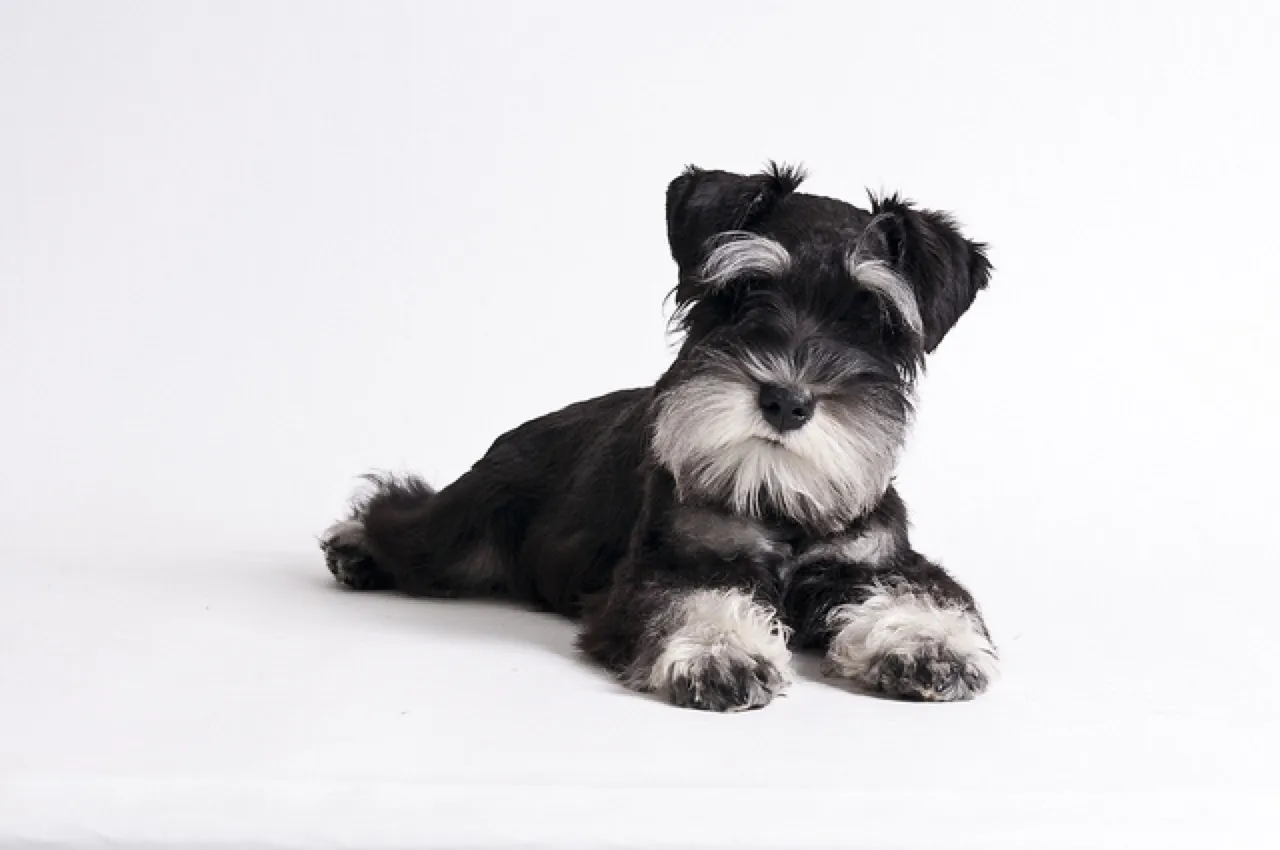 a miniature schnauzer