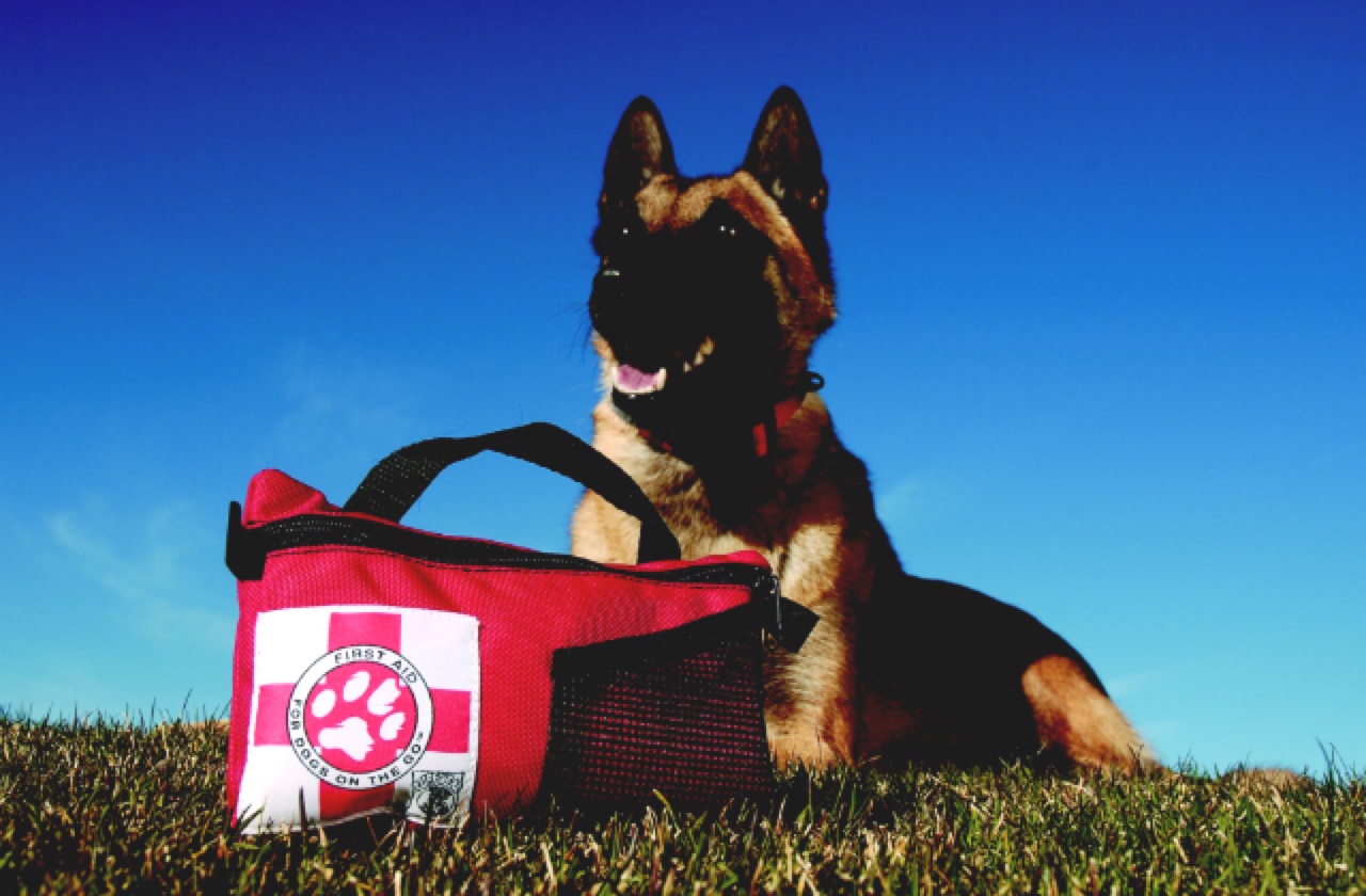 Your Pet First Aid Kit Could Save a Life Healthy Paws