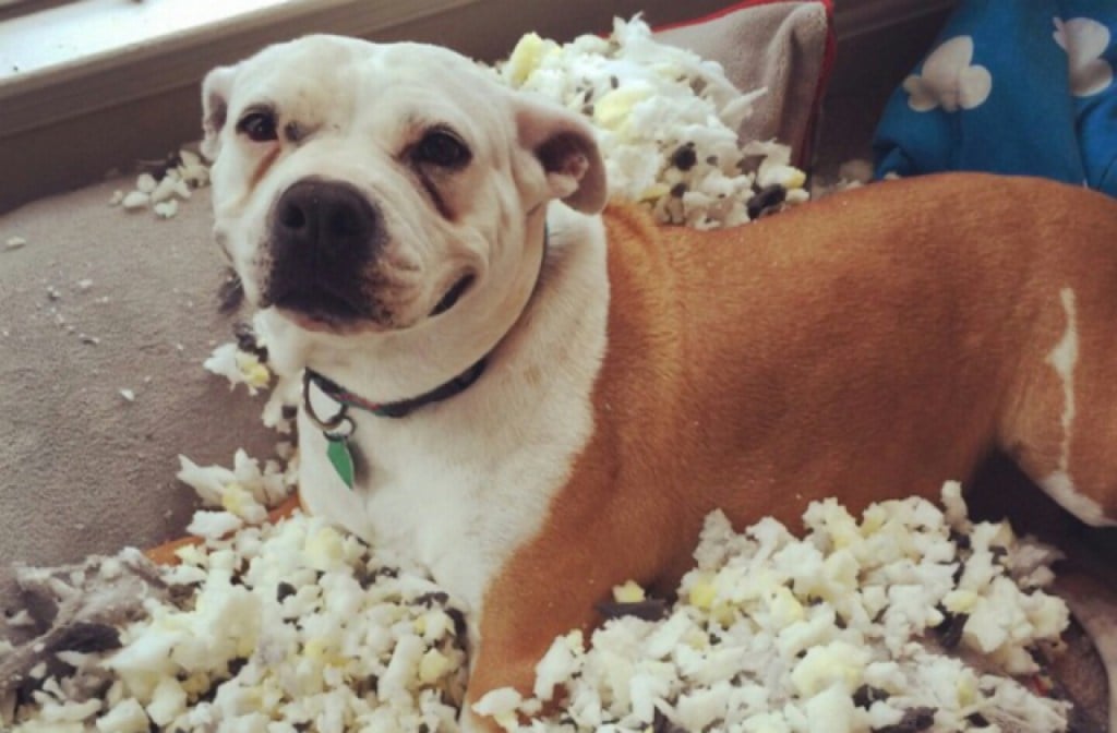 Boxer dog with a torn up cushion