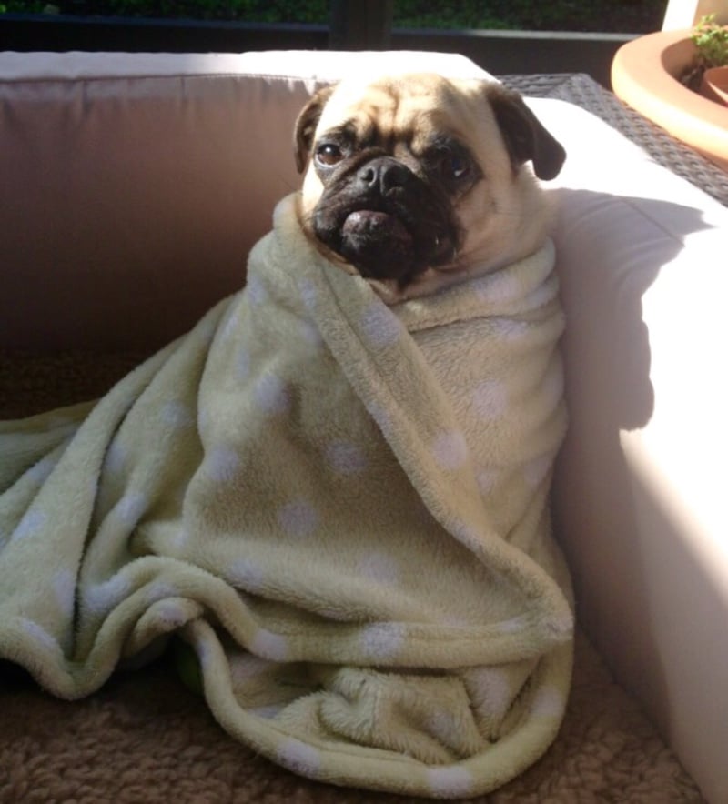 best bed for pugs
