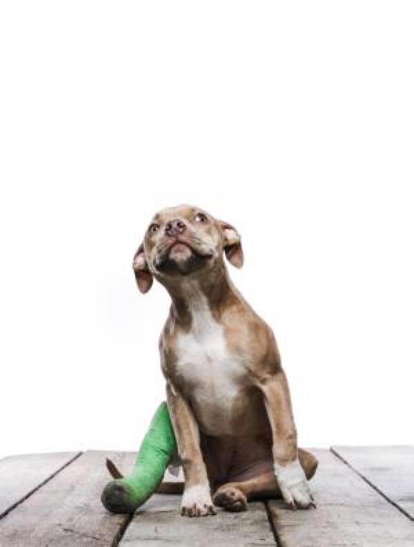 Your Dog Broke a Bone Now What? Healthy Paws