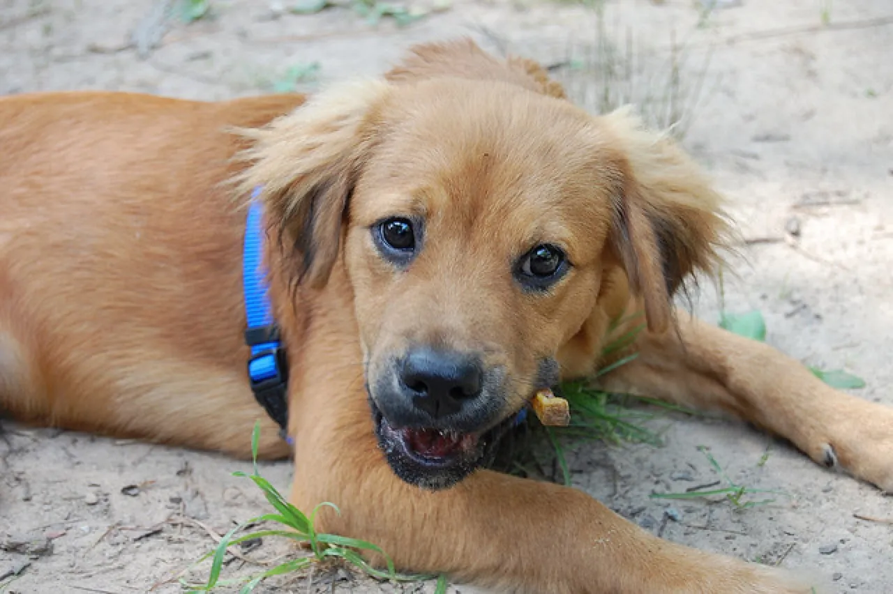 puppies eating their own faeces