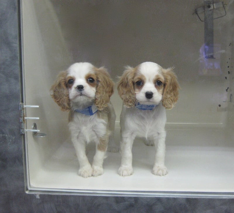 local pet stores that sell puppies