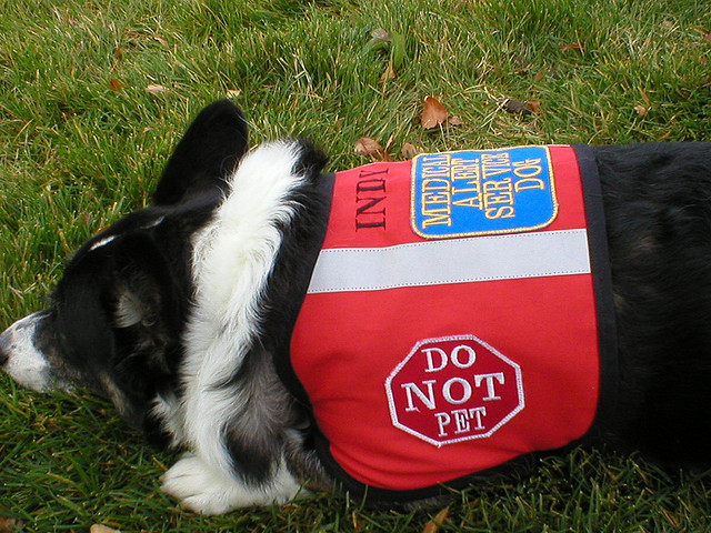 legitimate service dog vest