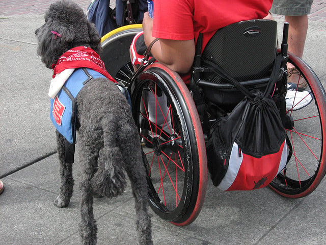 interesting facts about service dogs