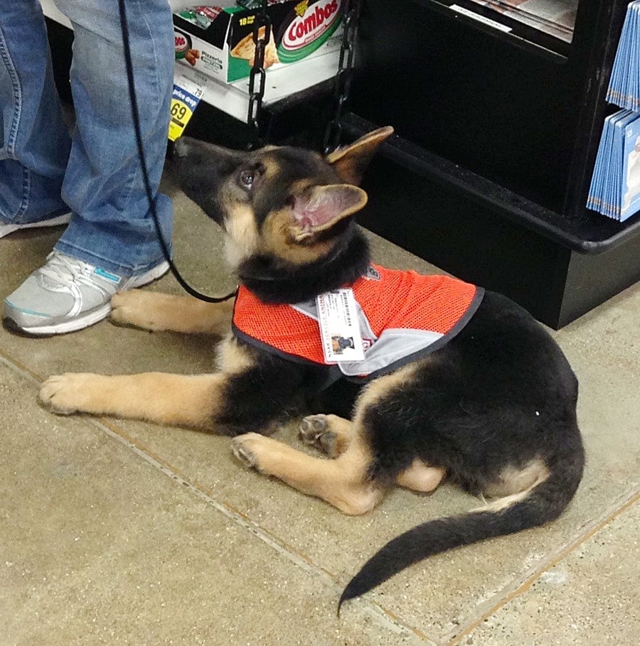 german shepherd as emotional support animal