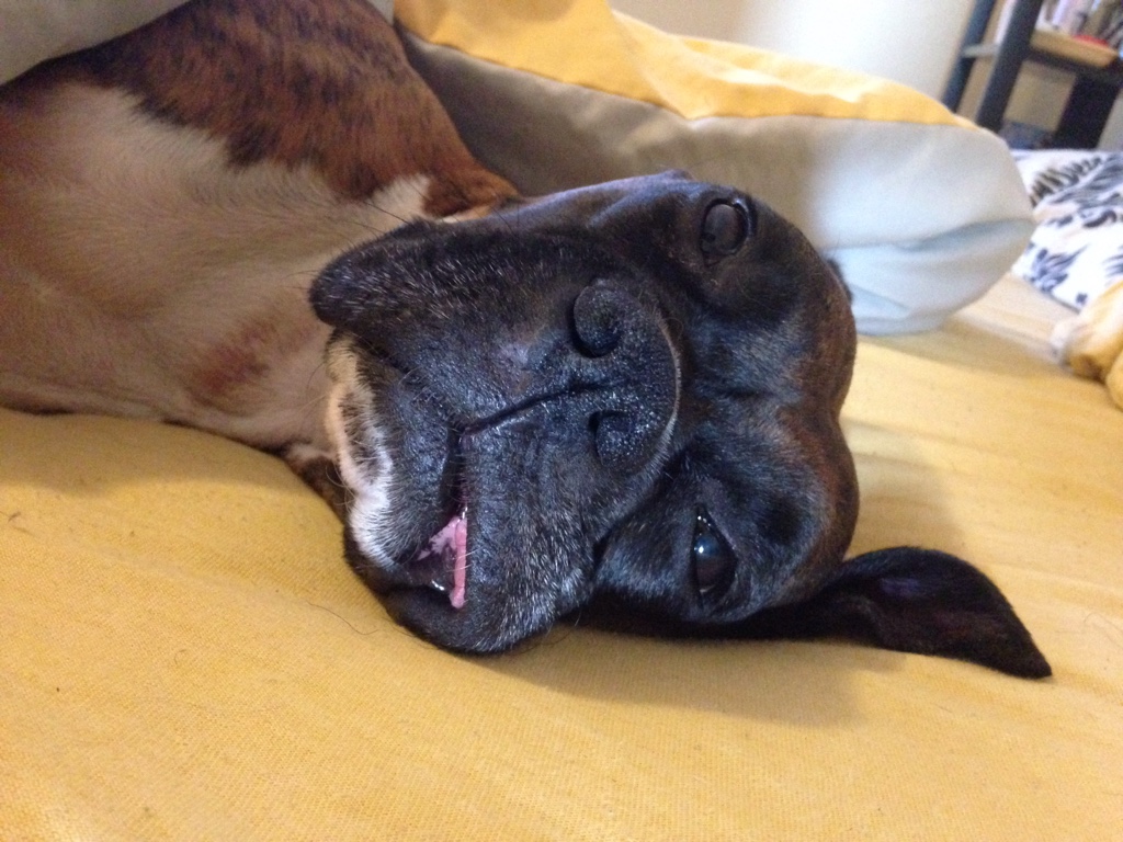 13 Dogs Who Are Definitely Not Morning People Healthy Paws Pet Insurance