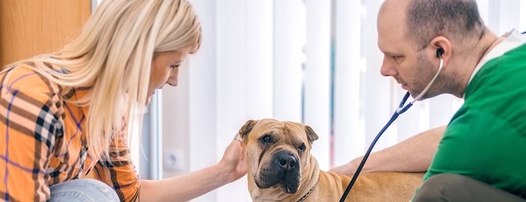 A veterinarian examines a tan Shar-Pei mix while the dog’s owner comforts it in a veterinary clinic.