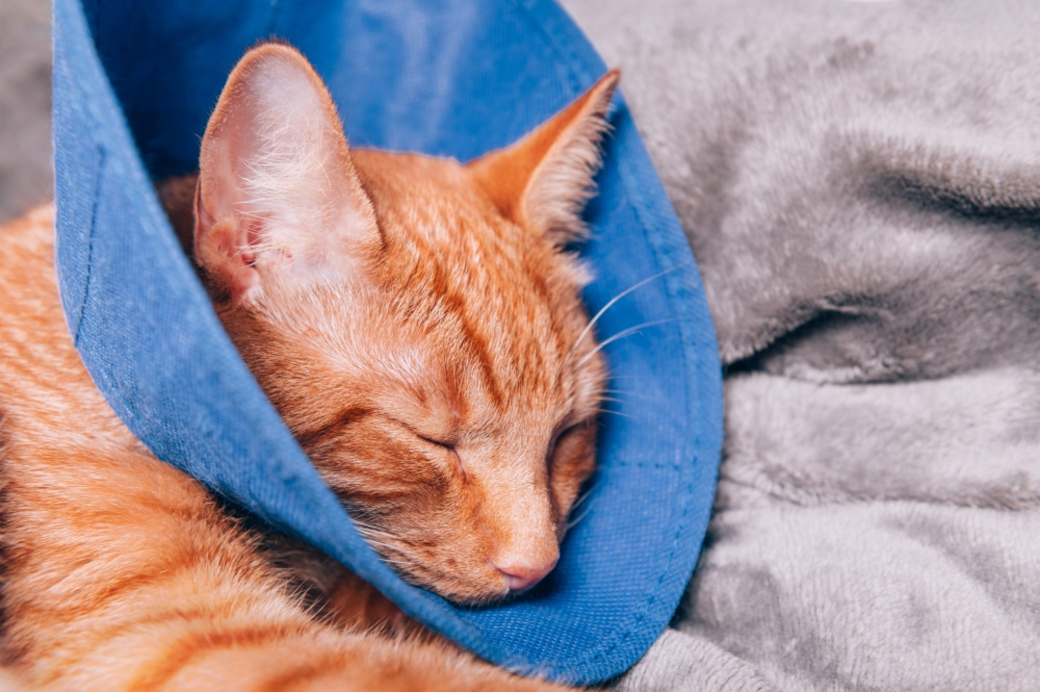 Orange cat wearing cone
