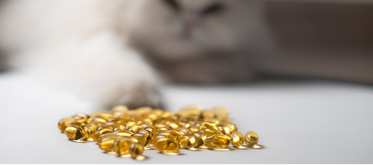 Cat pawing at fish oil pills