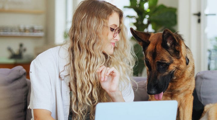 German Shepard with woman on laptop