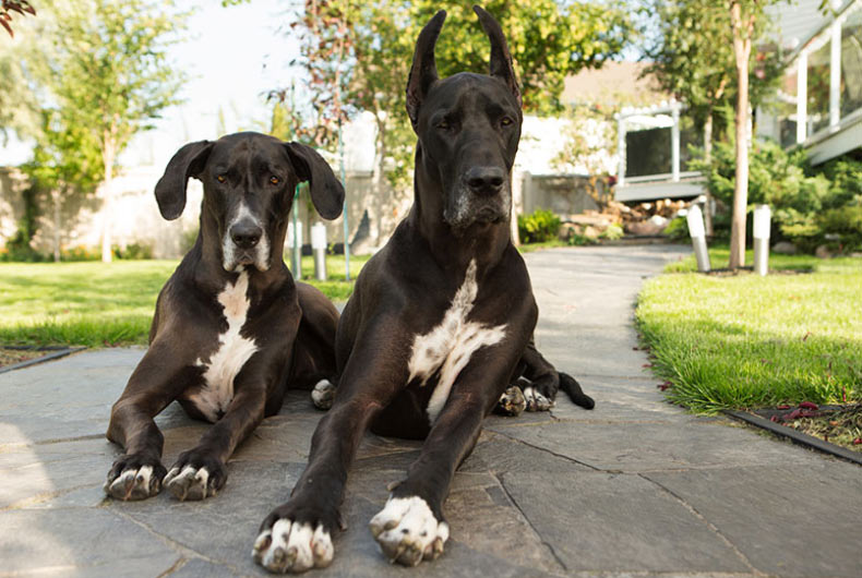 2 Great Danes
