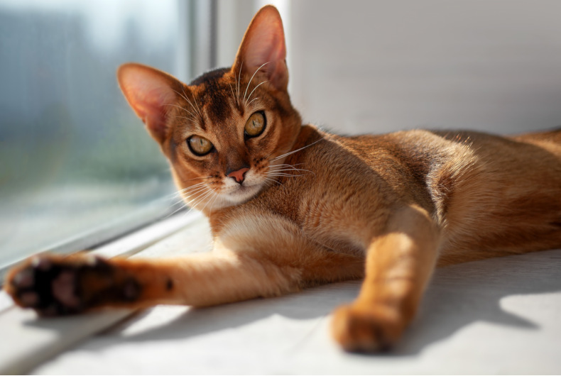 abyssinian cat