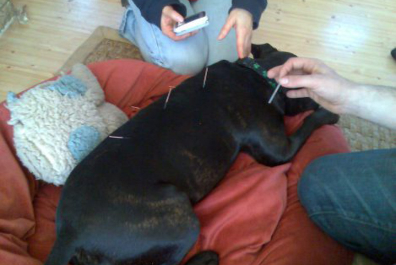 Dog getting acupuncture 
