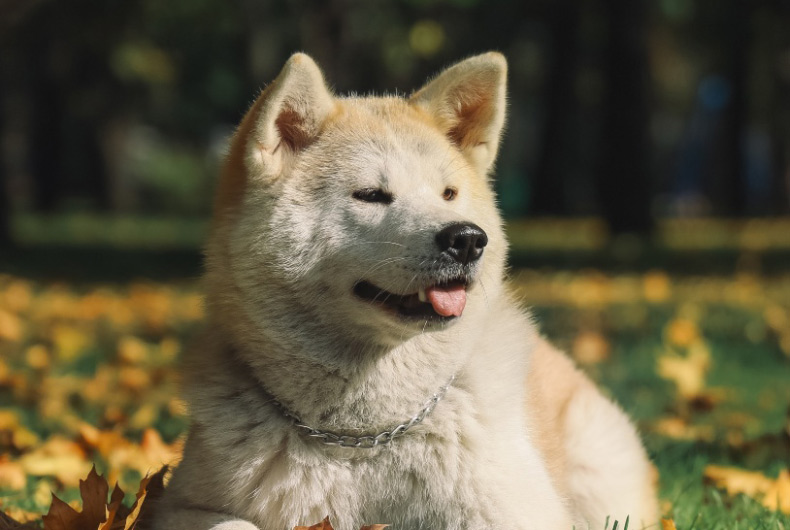 akita dog lying in grass