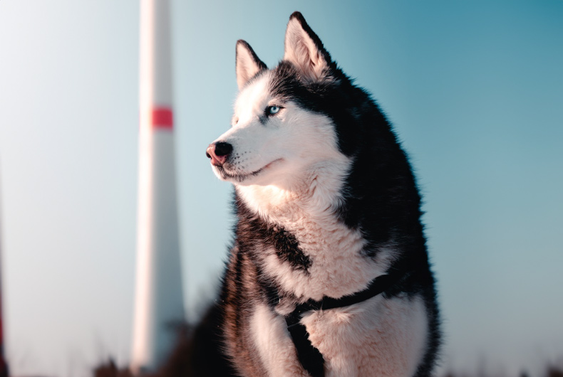 alaskan malamute dog