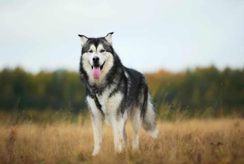 alaskan malamute standing in a field