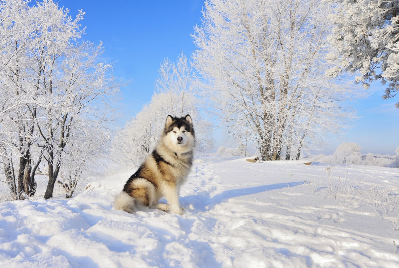 alaskan malamute sitting in snow