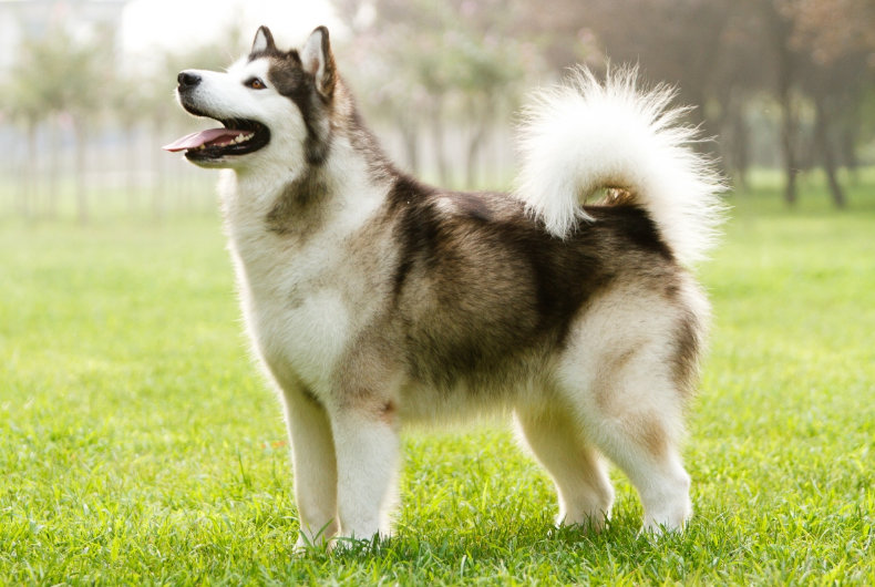 alaskan malamute dog standing in grass