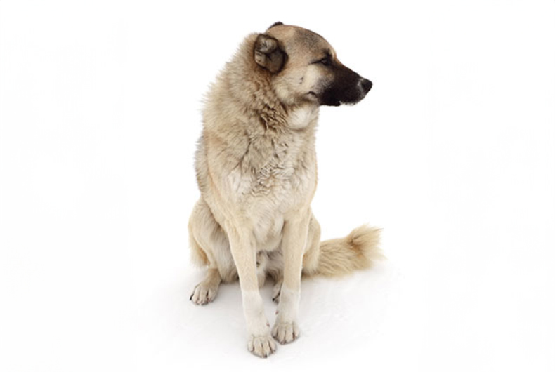 Anatolian Shepherd