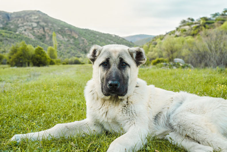 Anatolian Shepherd