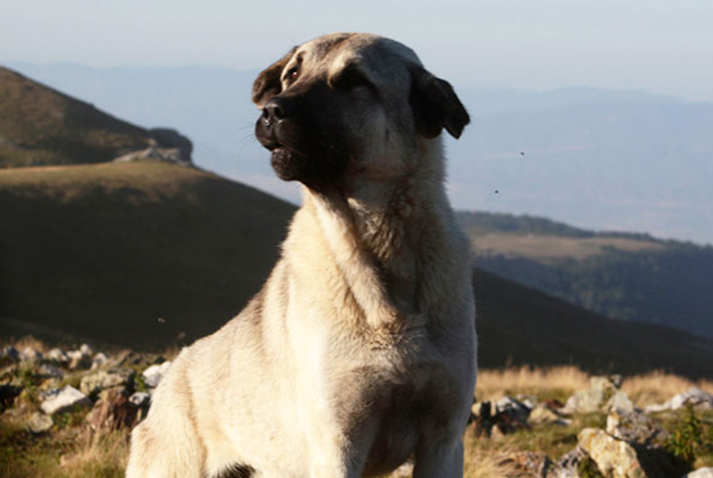 Anatolian Shepherd