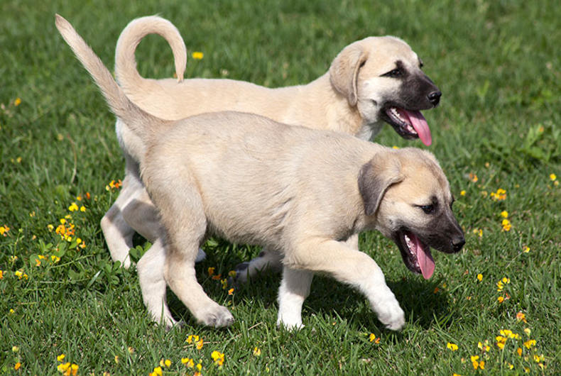 Anatolian Shepherd puppies