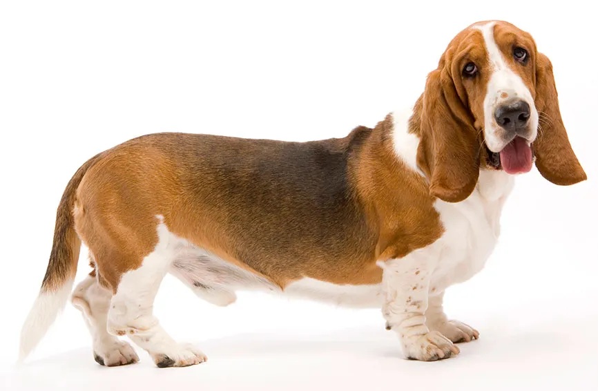 bassett hound