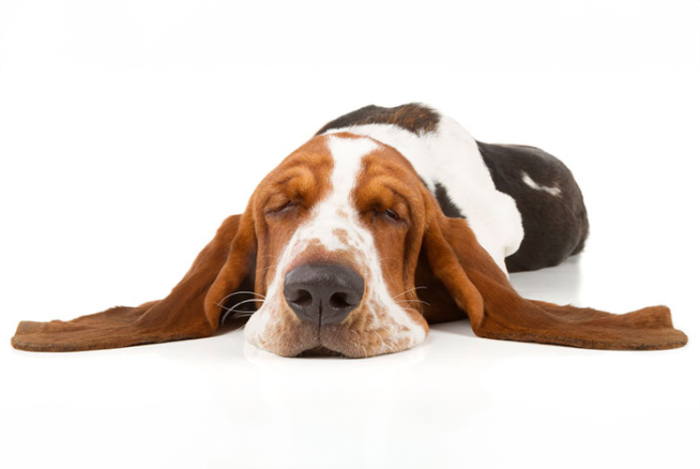 Bassett hound with ears stretched out