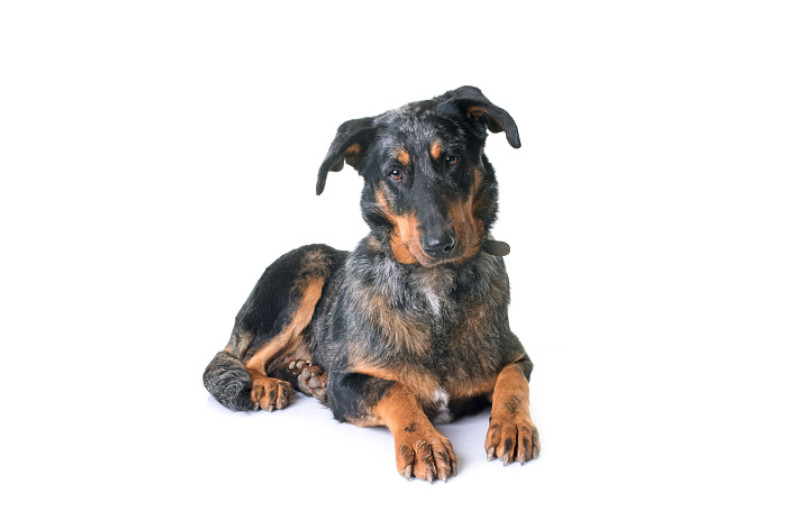 black and brown dog lying down