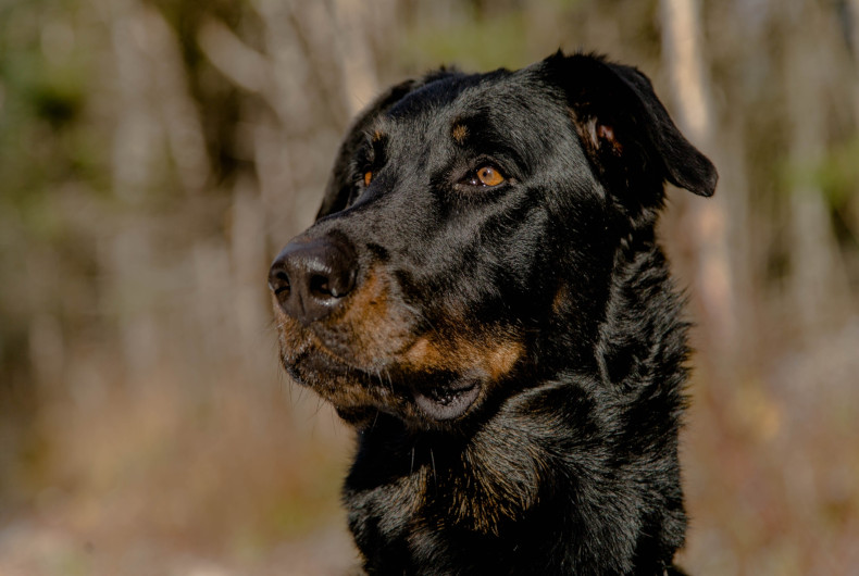 Beauceron dog