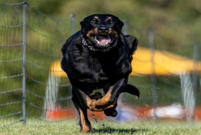 Beauceron dog running
