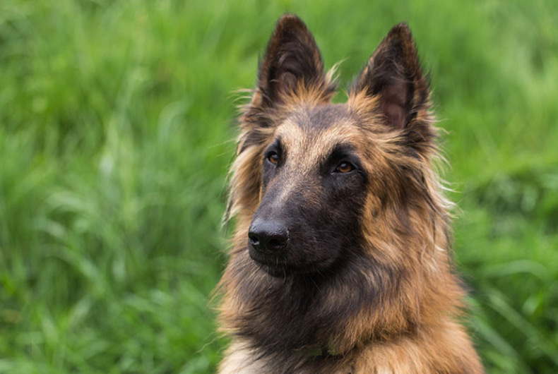 Belgian Tervuren dog