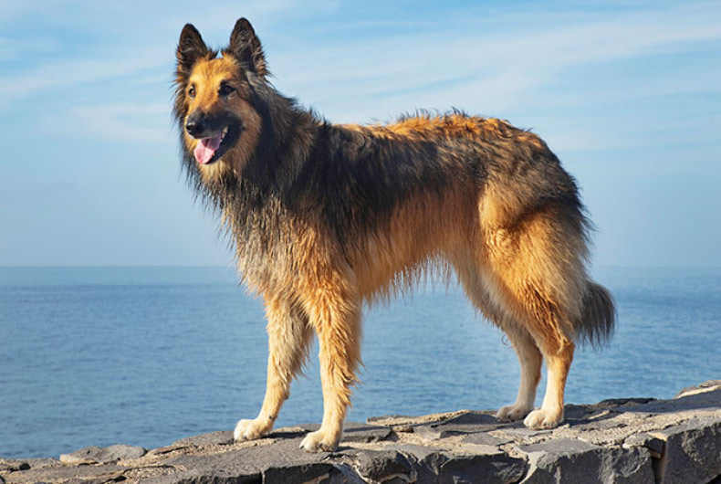 Belgian Tervuren dog