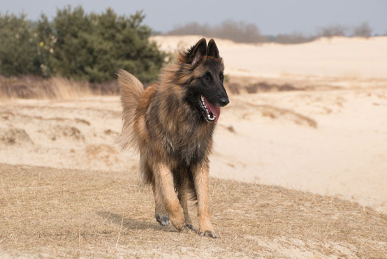 Belgian Tervuren dog