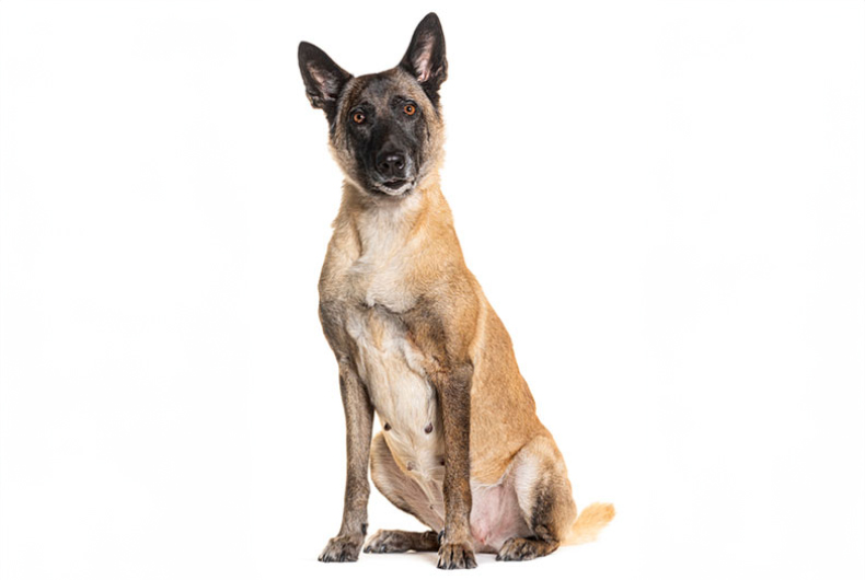 Belgian Tervuren dog