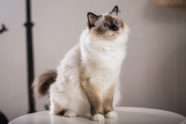 birman cat