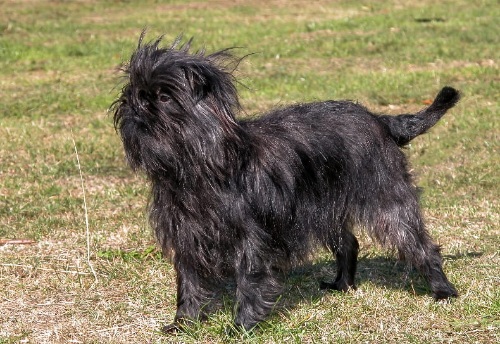 black affenpinscher dog in grass