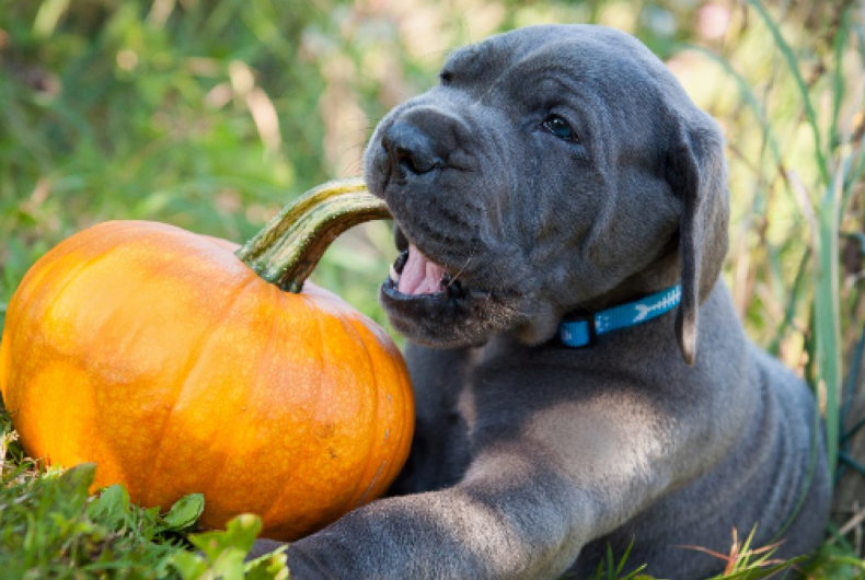 dog chewing on pumpkin stem