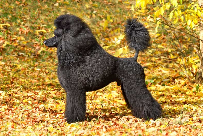 Beautiful black poodle standing on a yellow autumn leaves background