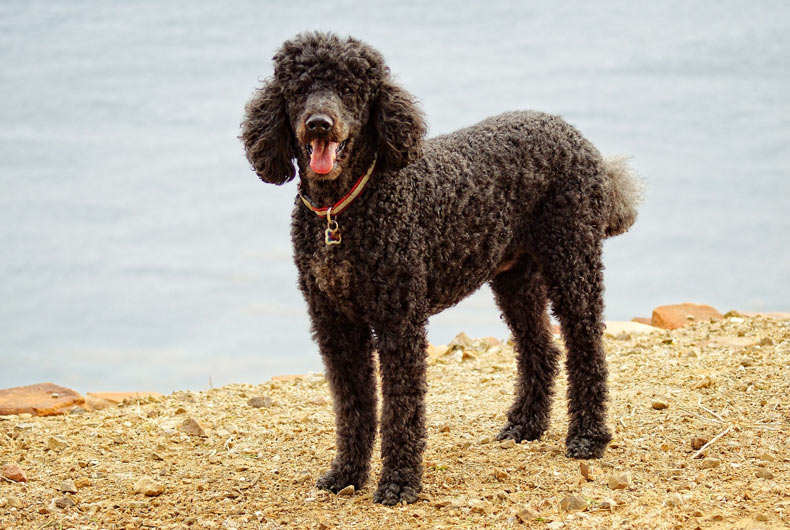black poodle dog panting