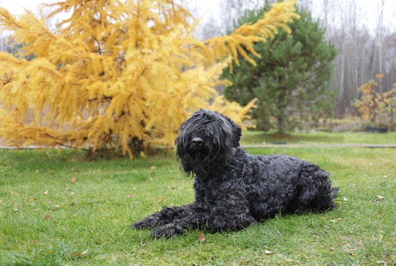 Black Russian terrier lying in grass