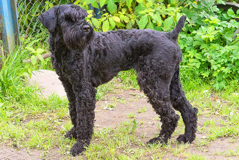 Standard schnauzer
