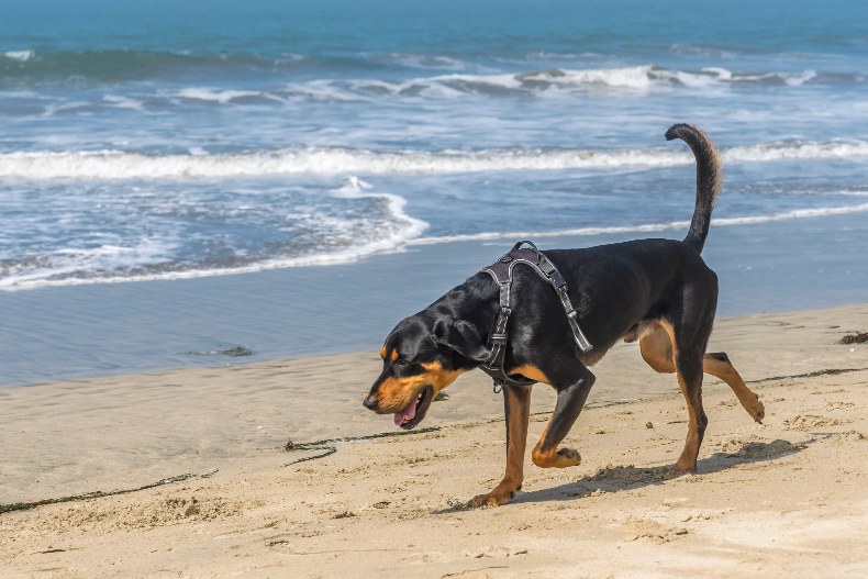 black and tan coonhound on beach